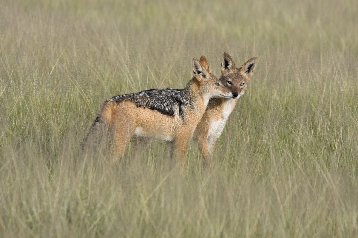 CKGR jackal