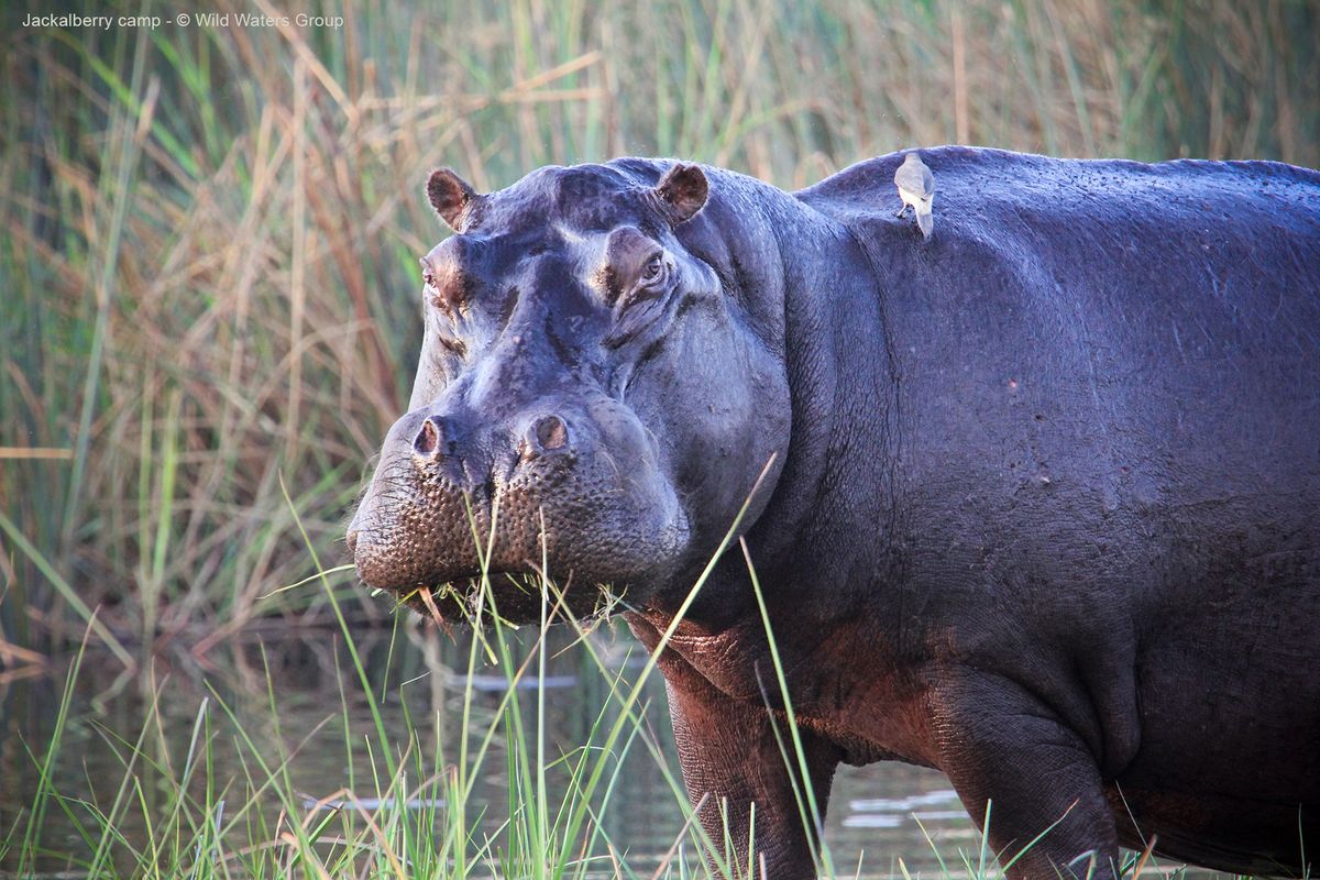 Nkasa hippo