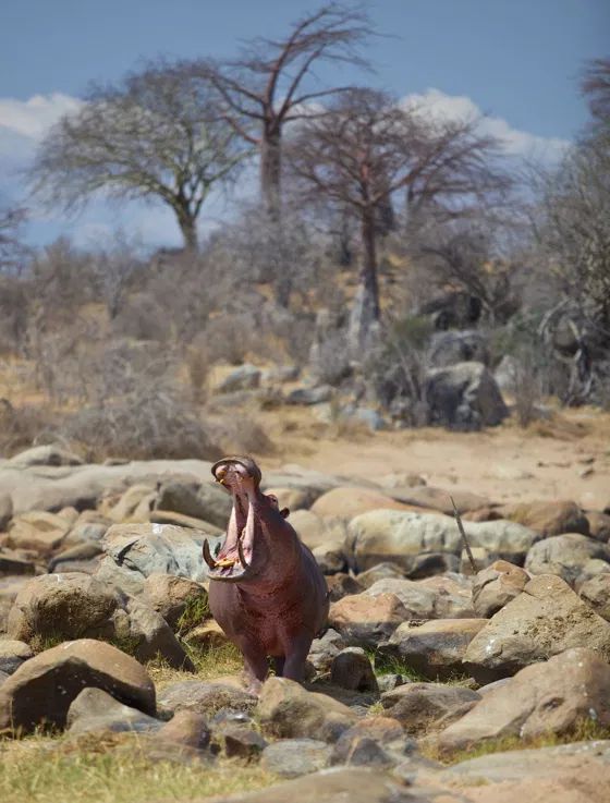 Ruaha hippo