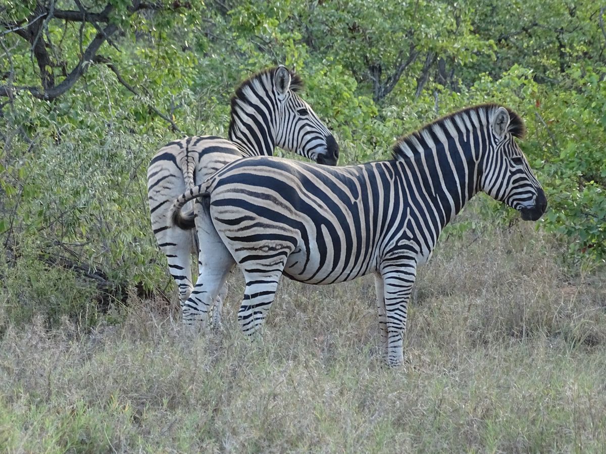 Timbavati zebras