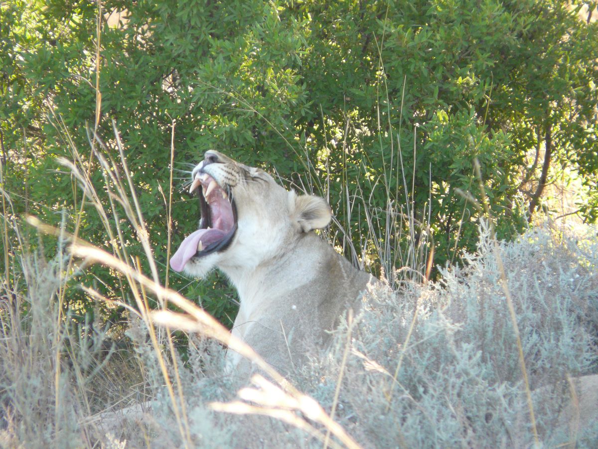 Südafrika Waterberg lion