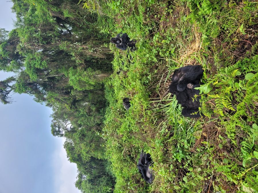 Volcanoes gorilla family
