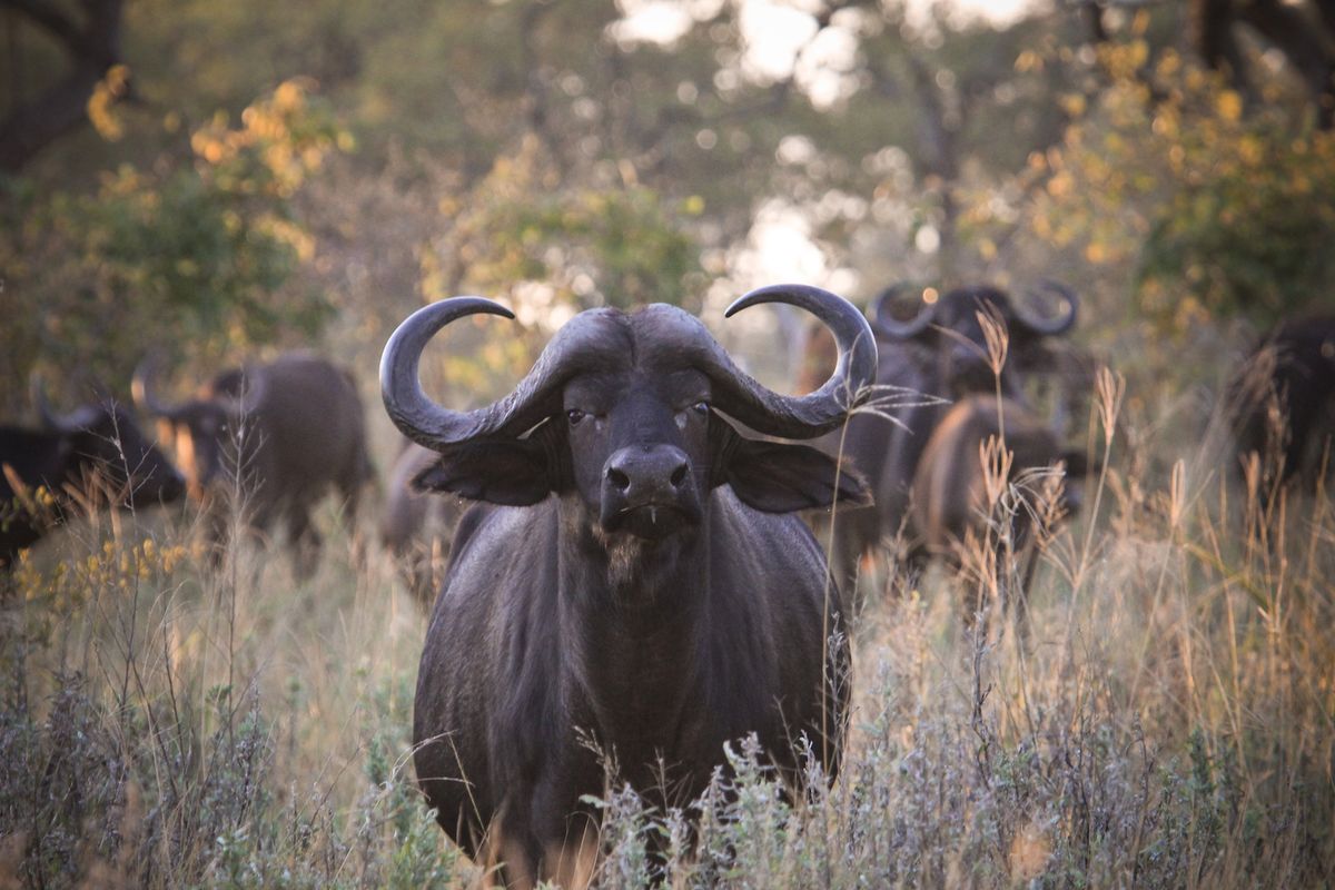Nkasa buffalos