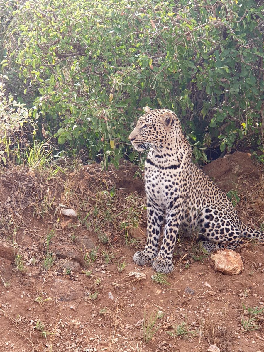 Tsavo West leopard