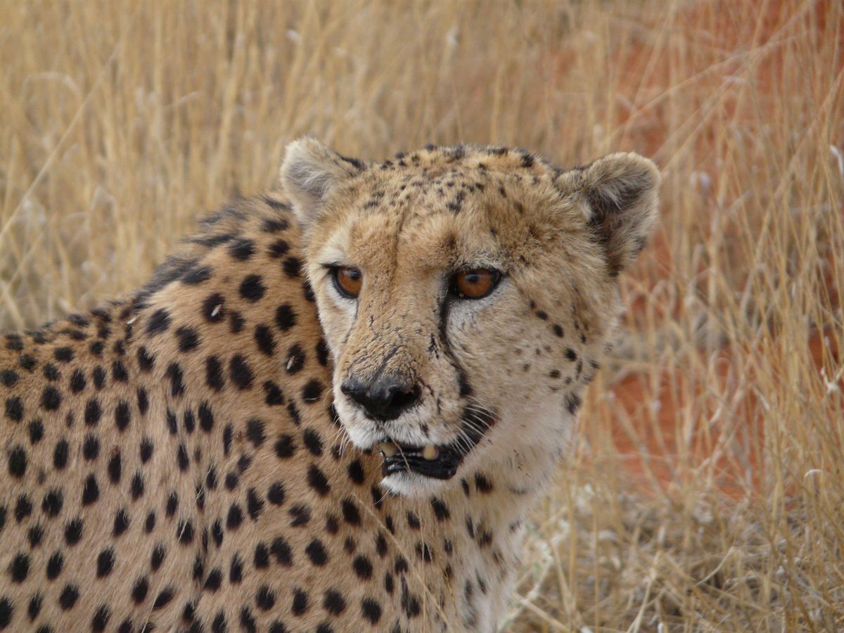 Kalahari Namibia cheetah