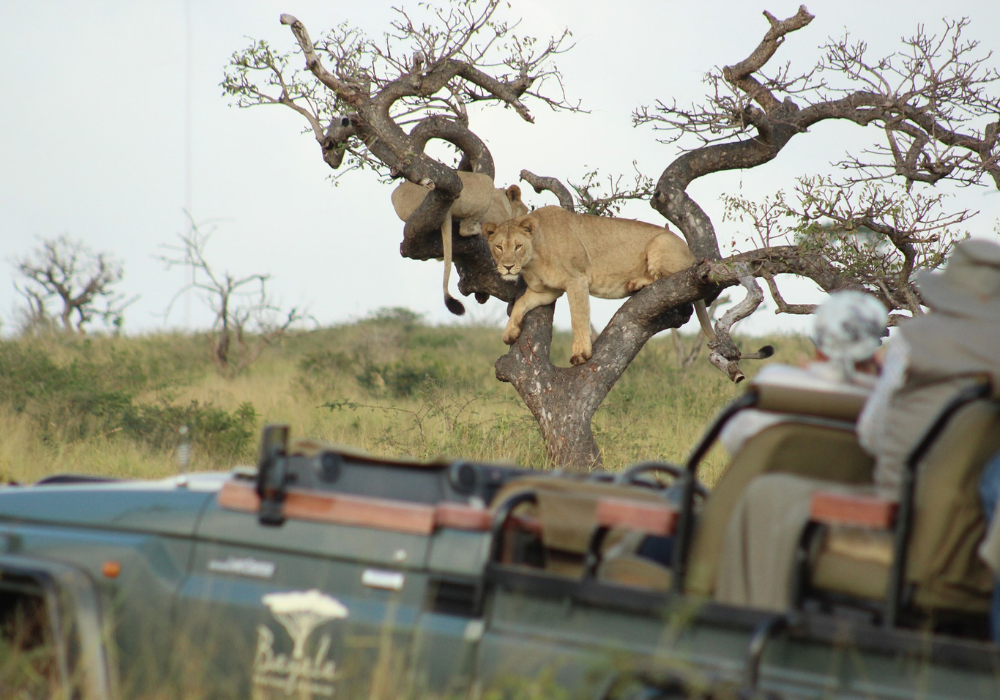 Bayala lions