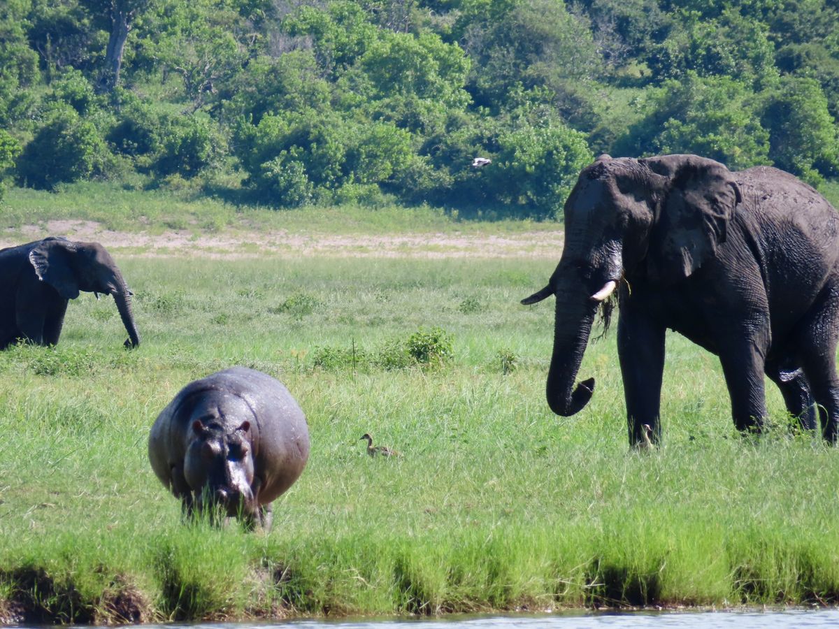 Mudumu eli hippo