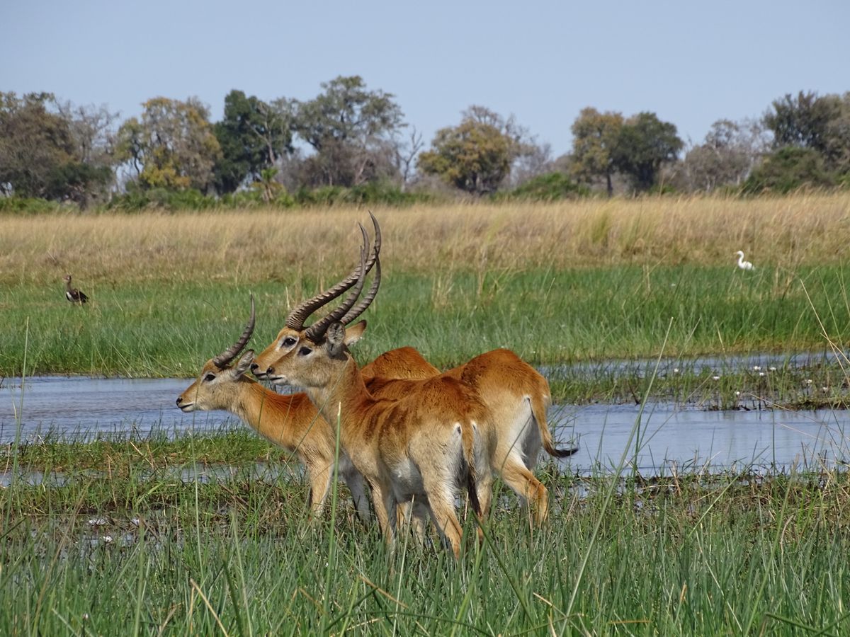 Okavango Delta Lechwe