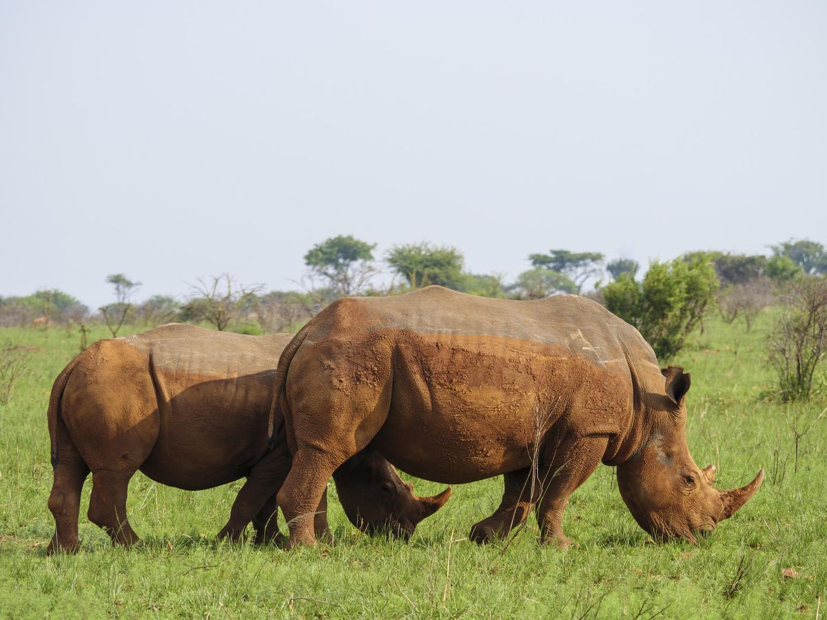 Nkomazi white rhinos