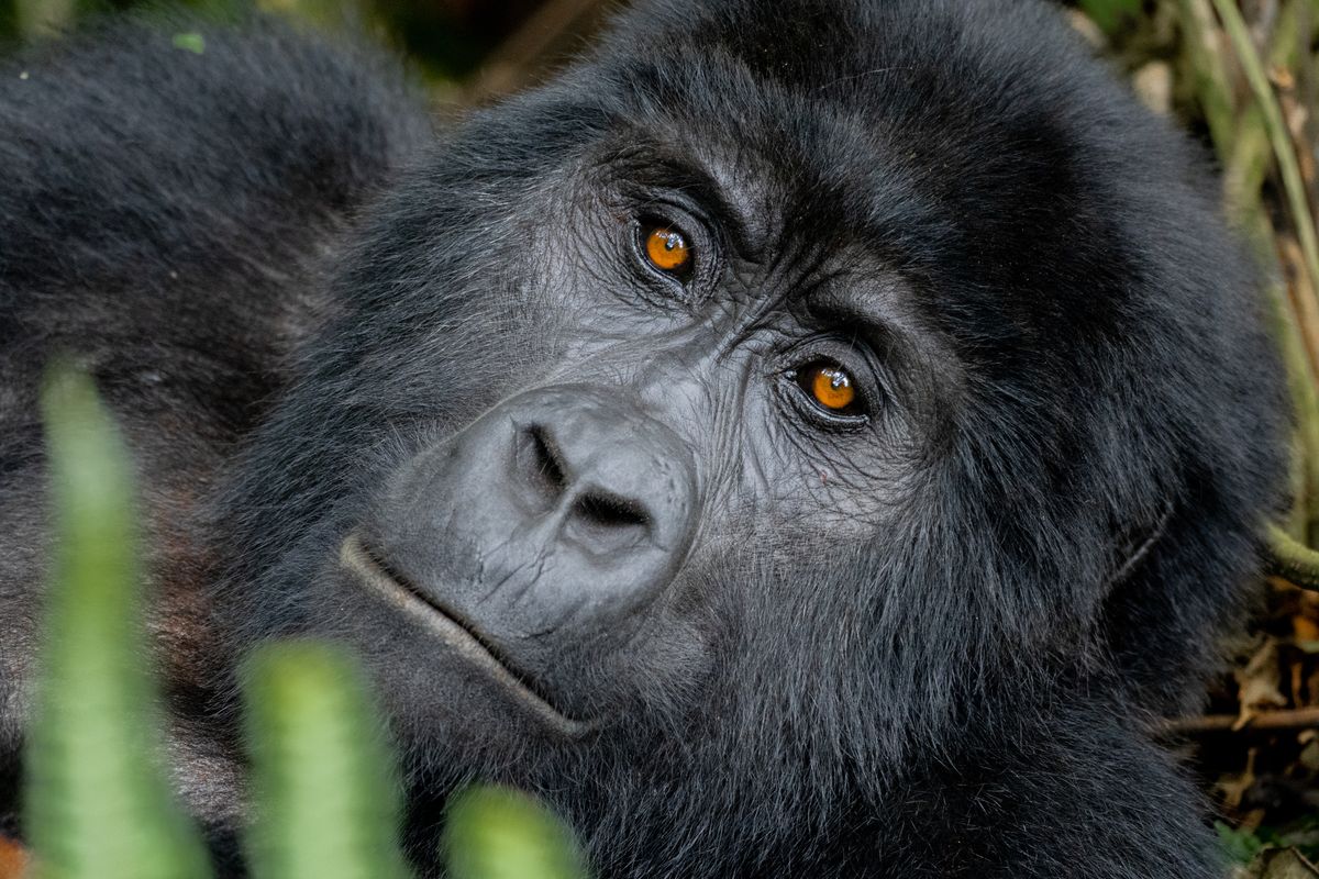 Bwindi gorilla
