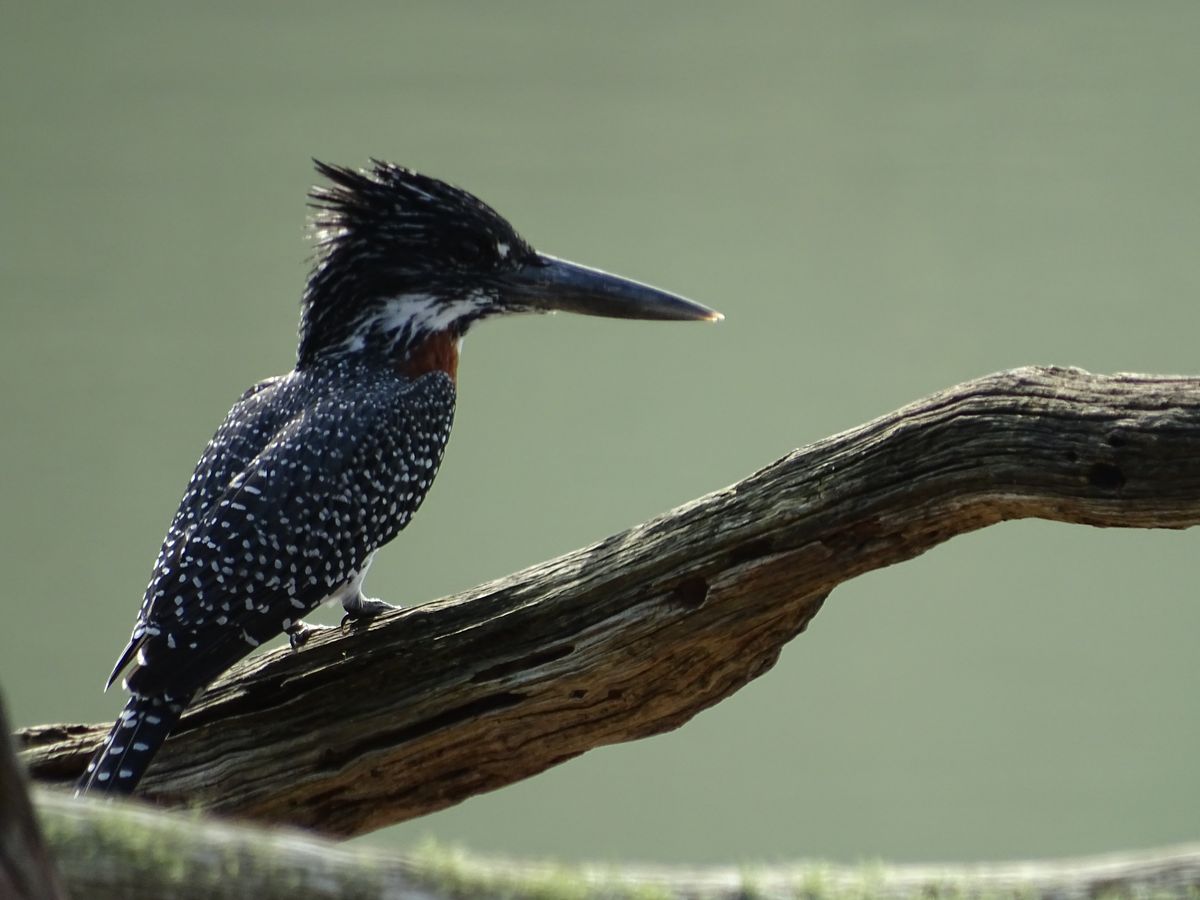 Giant Kingfisher
