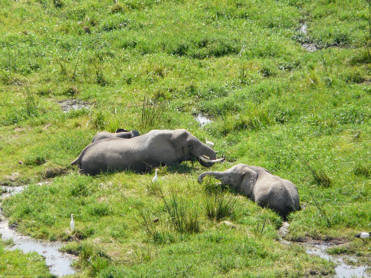 Amboseli eli swamps