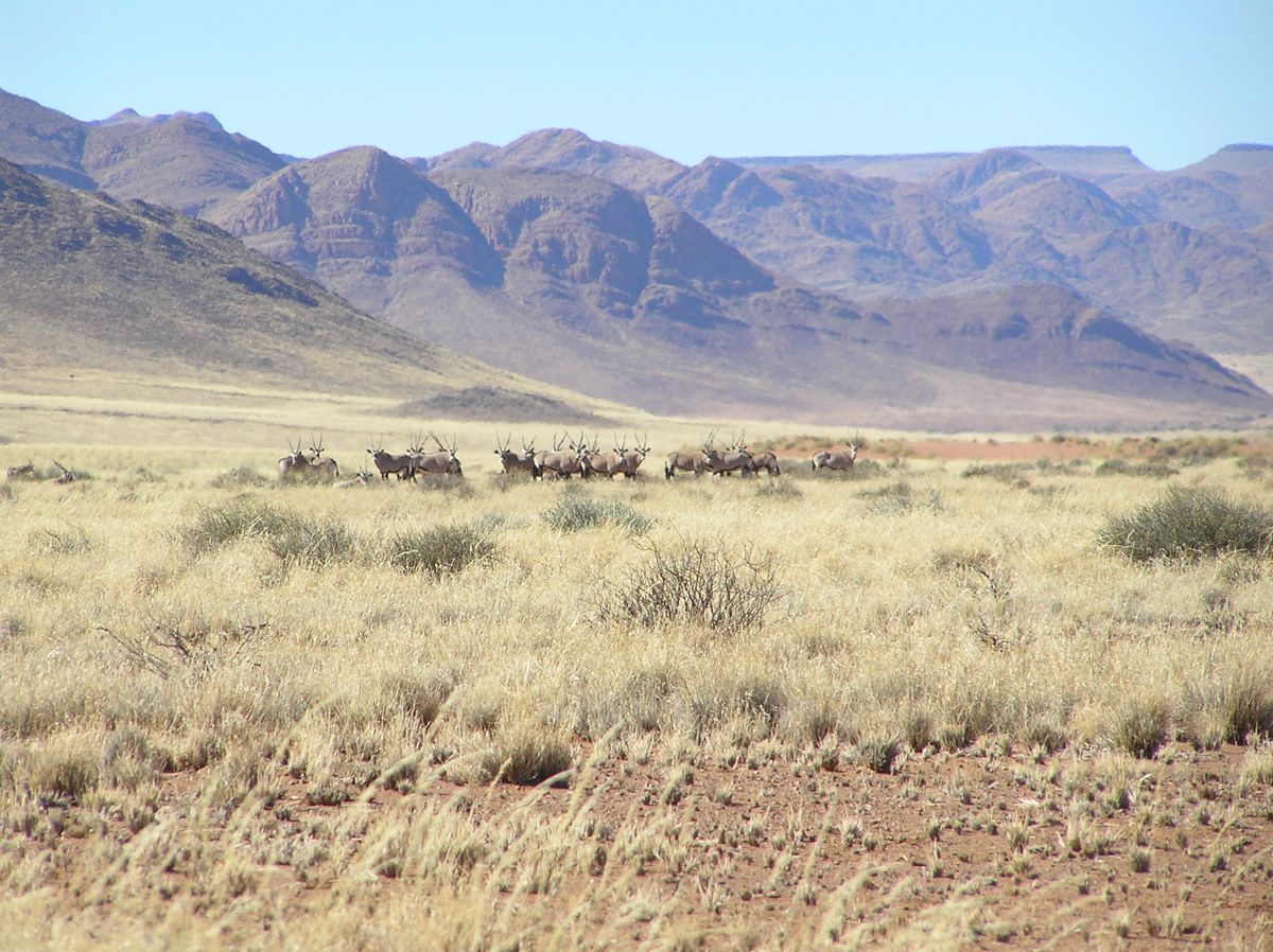 Namib Wüste Süd oryx