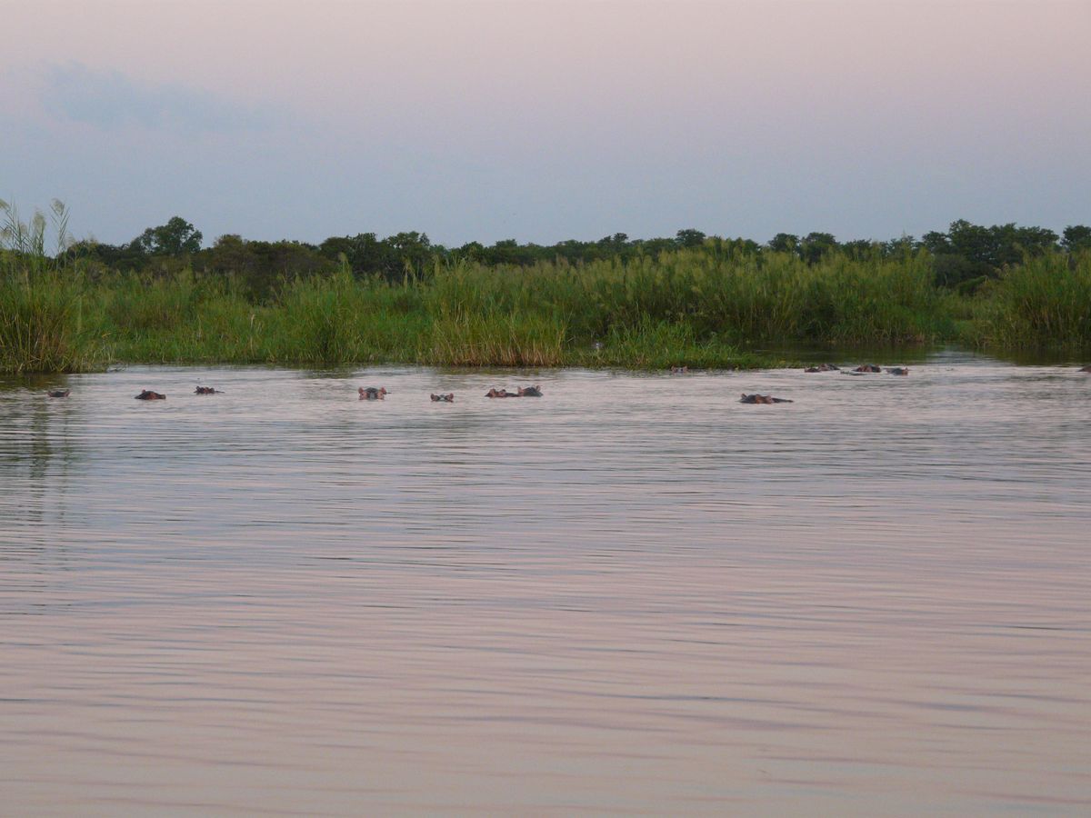 Liwonde hippos