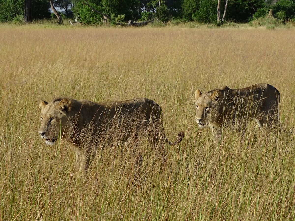 Botswana lions