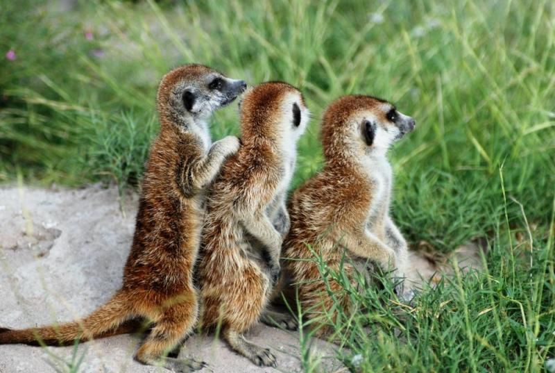 Erdmännchen auf Wache