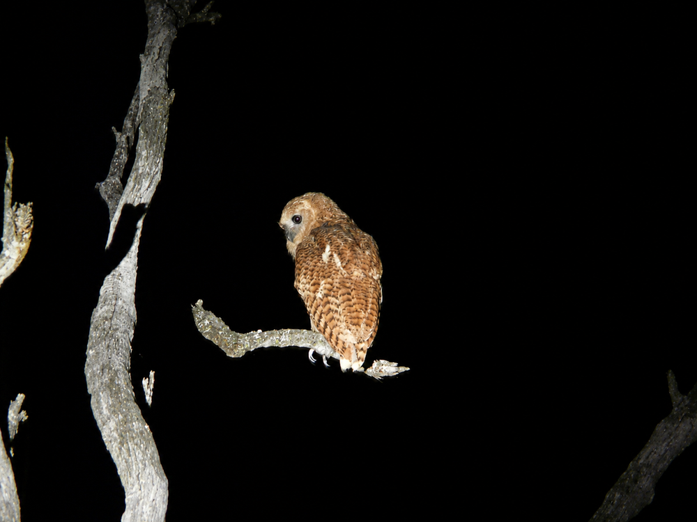 Liwonde Pel's Fishing Owl