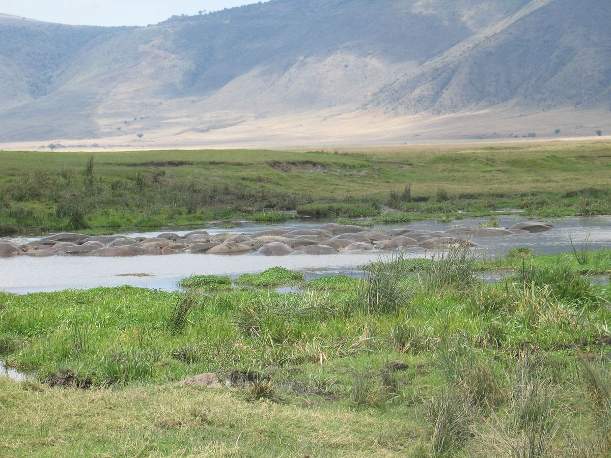 Ngorongoro hippo pool