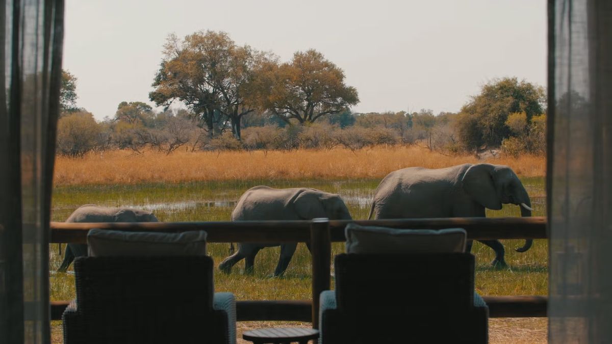 Chiefs Elephants passing by
