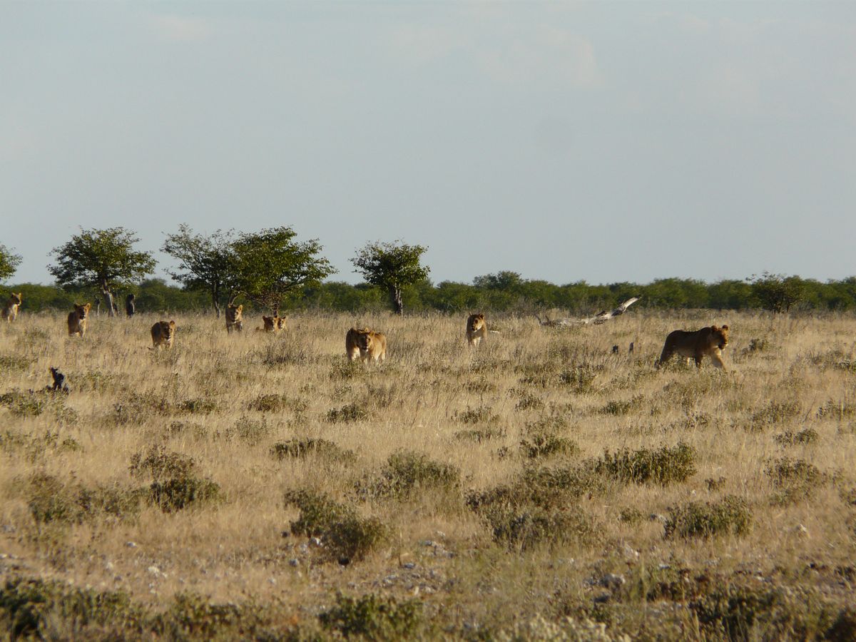 Etosha lion pride