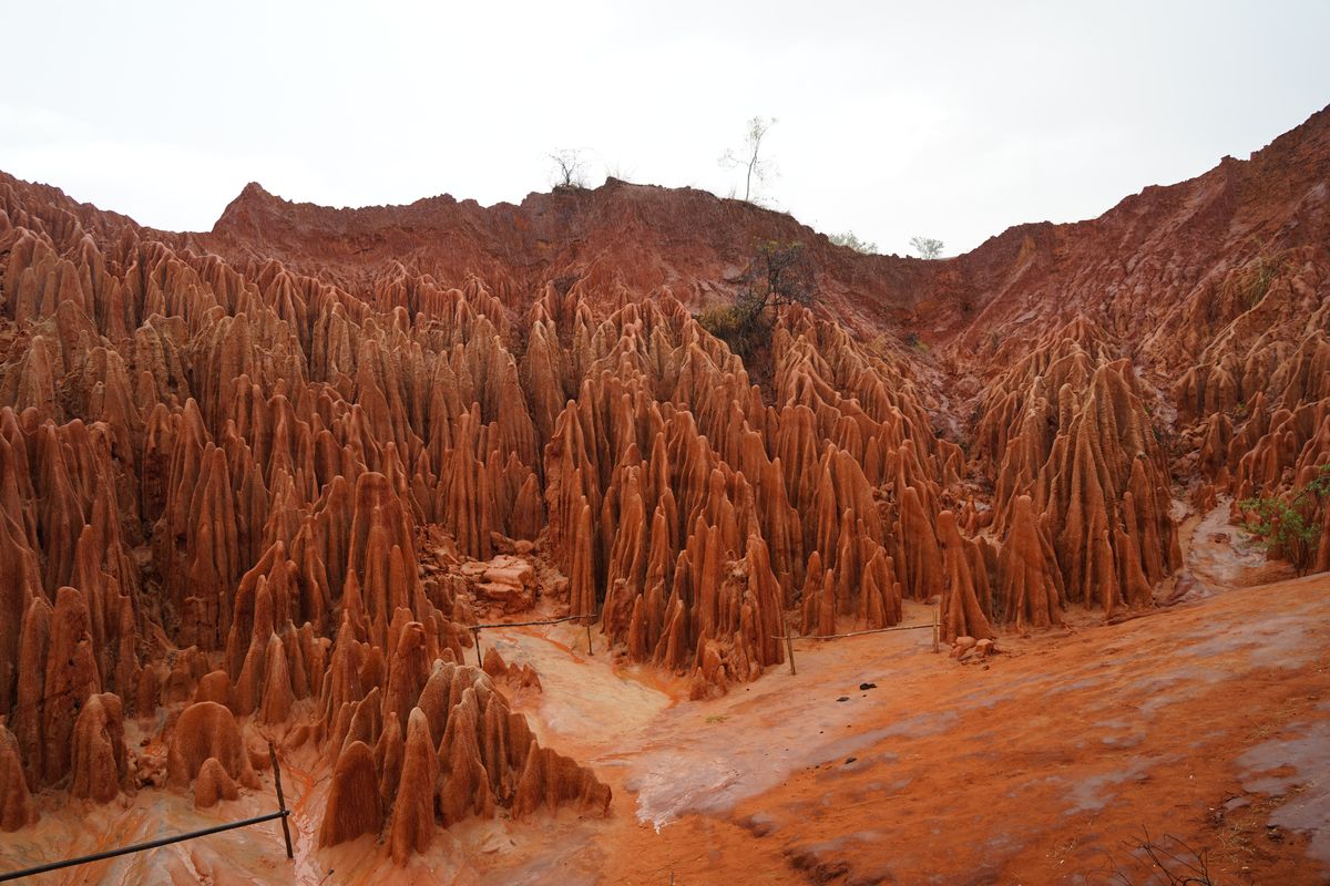 Ankarana Red Tsingys