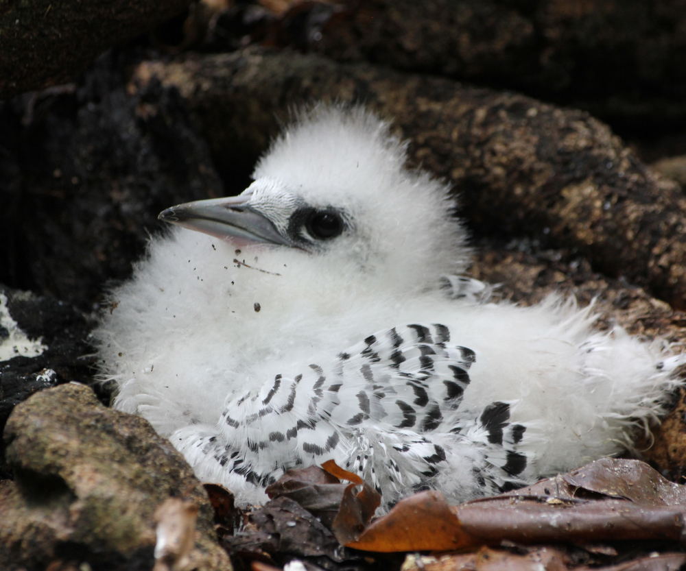 Seychelles white-tailed tropic bird chick
