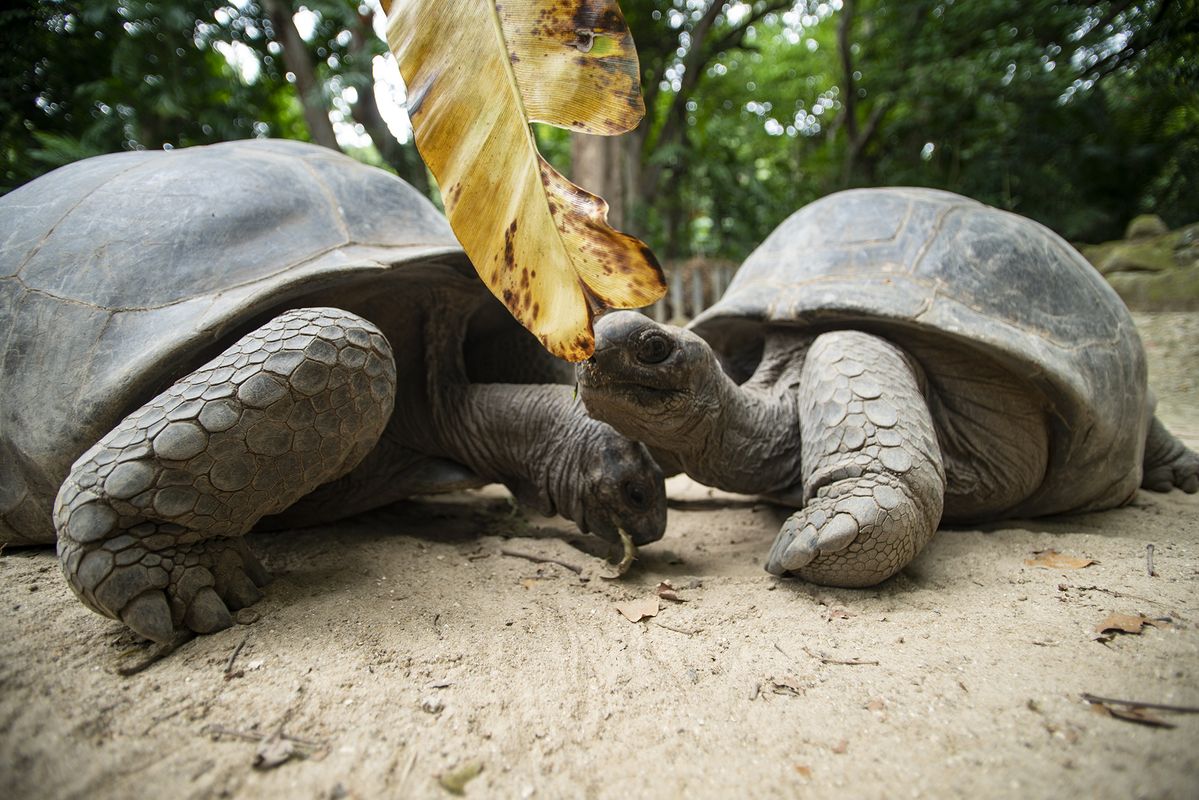 Seychelles giant land tortoises