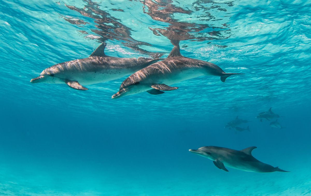 Thonga dolphins