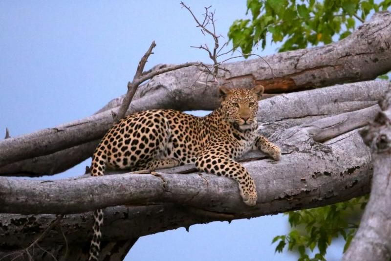 Leopard auf einem umgestürzten Baumstamm