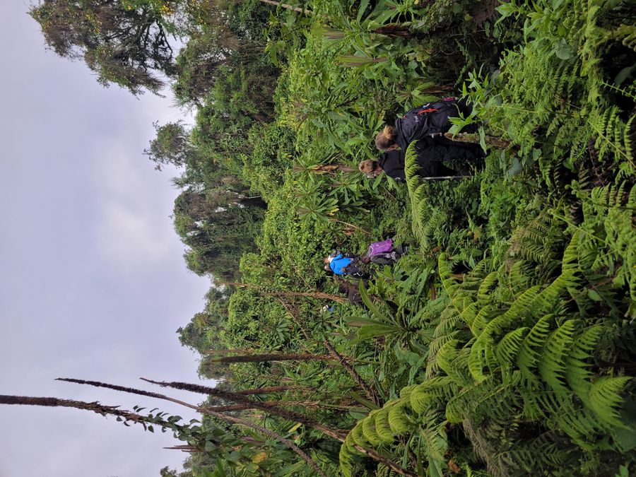 Volcanoes rainforest tracking