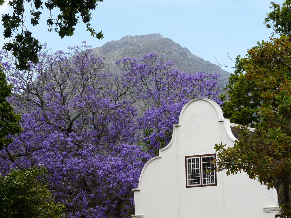 Stellenbosch jacaranda