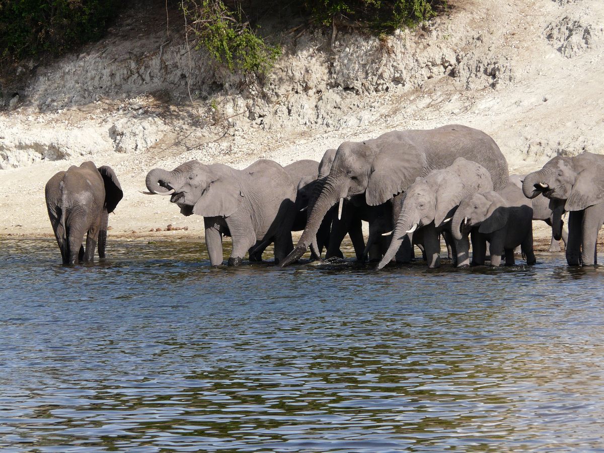 Chobe Elis drinking