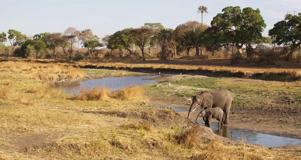Ruaha elephants