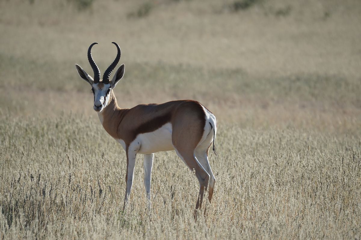 Kgalagadi springbok
