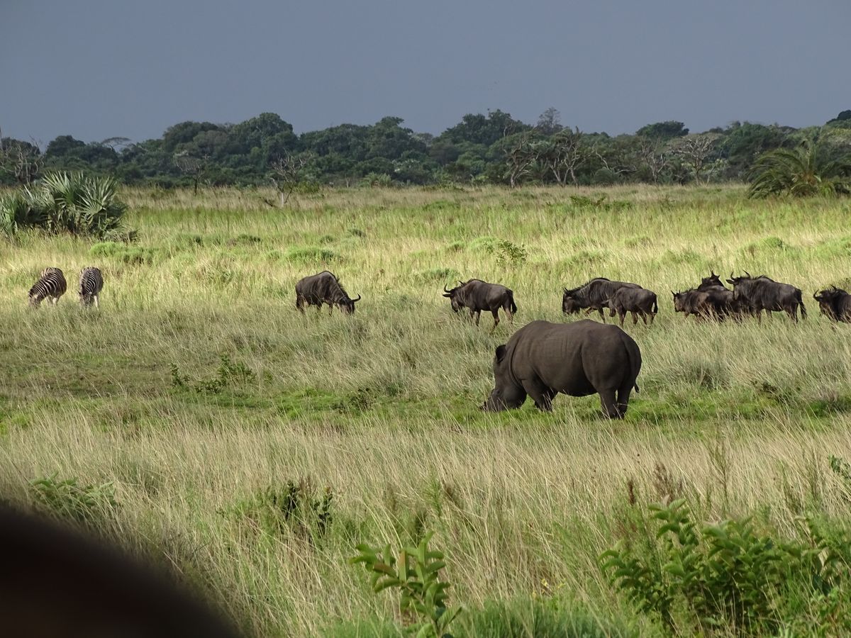 Isimangaliso rhinos gnus