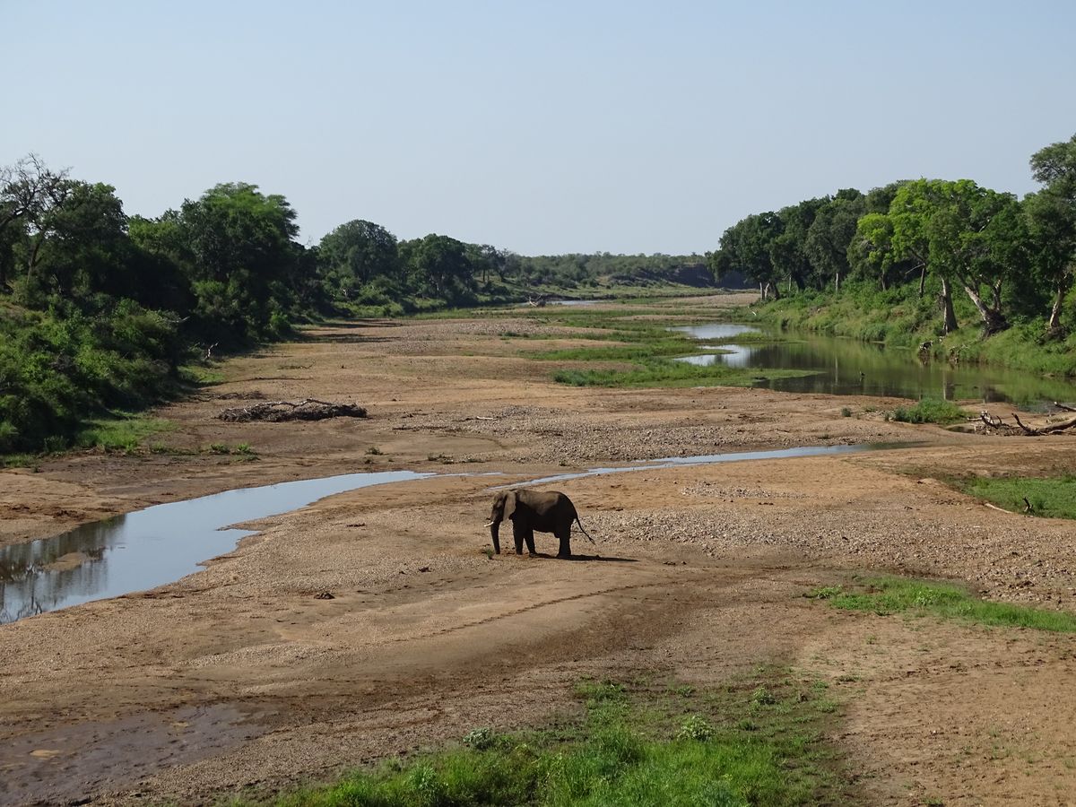 Krüger Elephant in River Valley