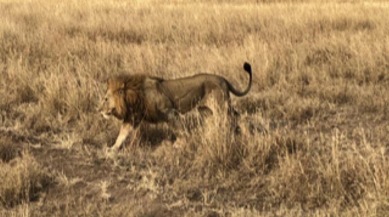Löwe im hohen Gras der Serengeti