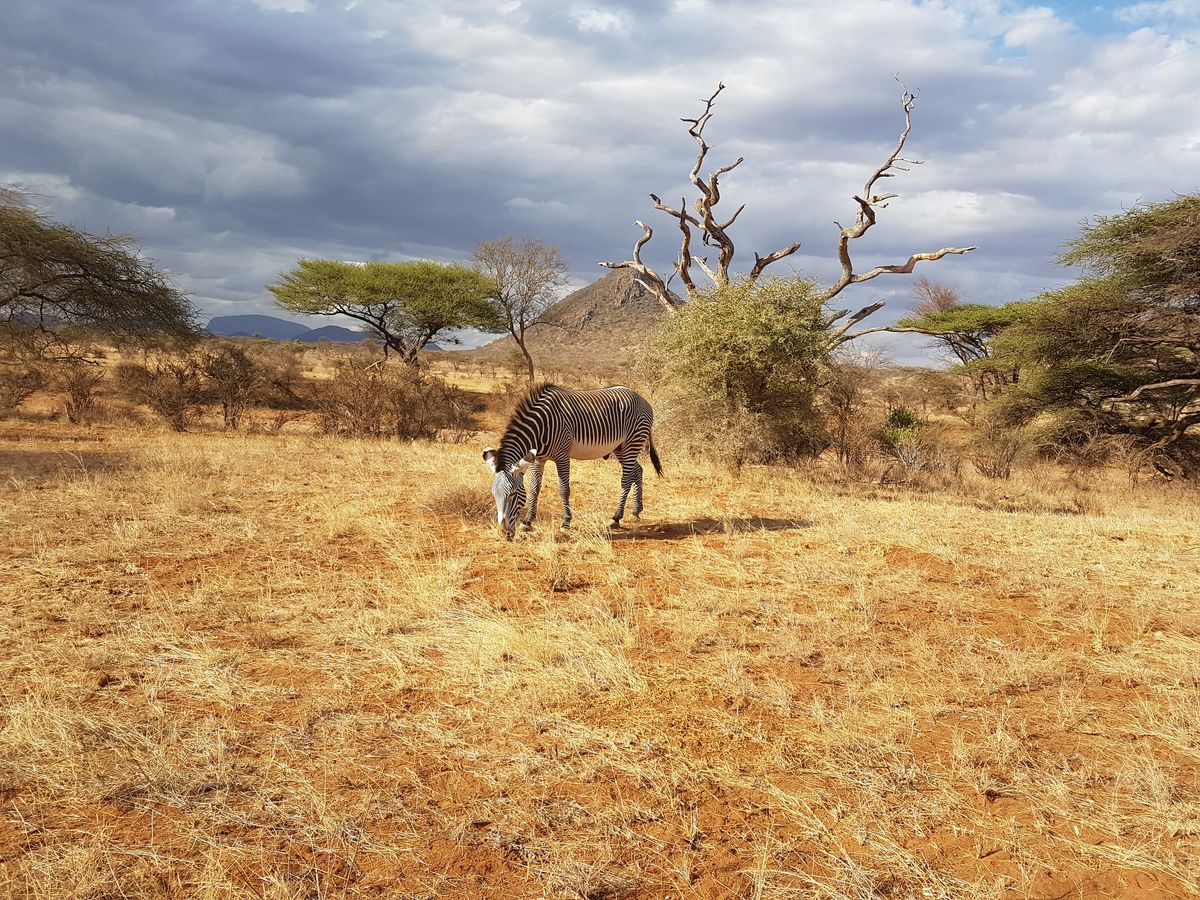 Samburu grevy zebra