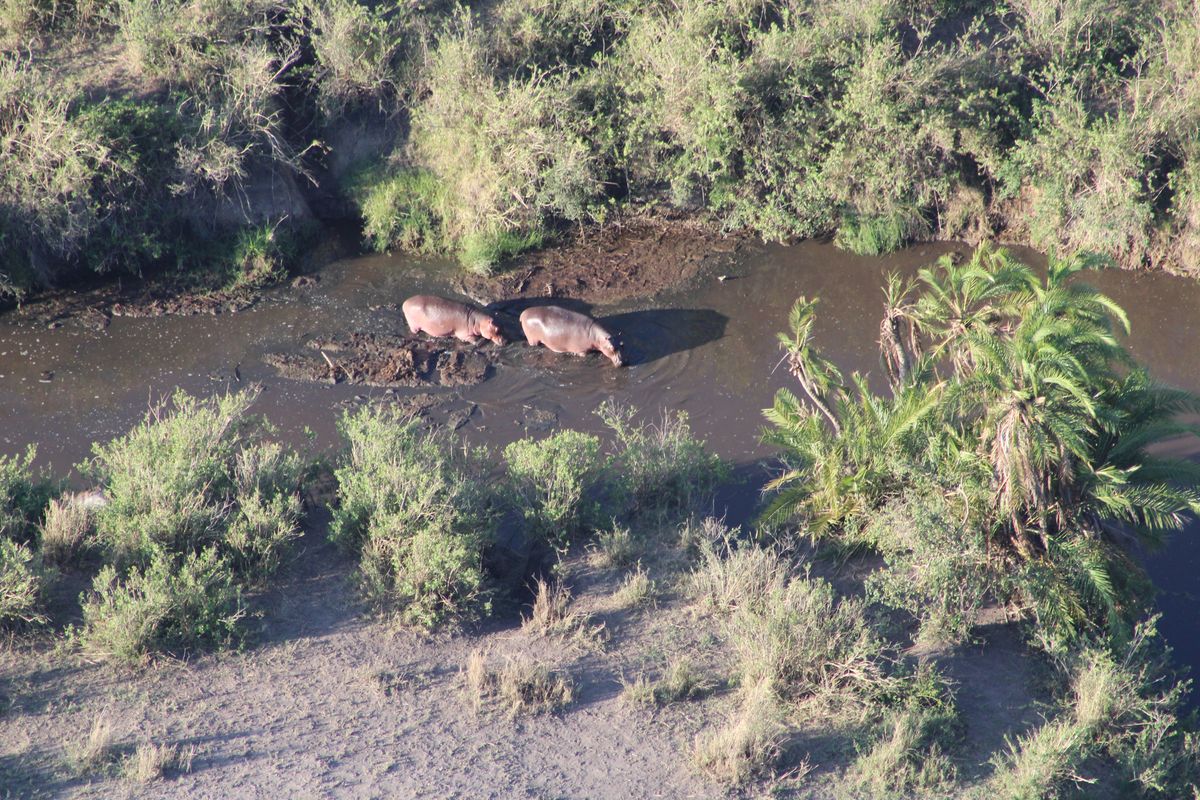 Serengeti Hippos