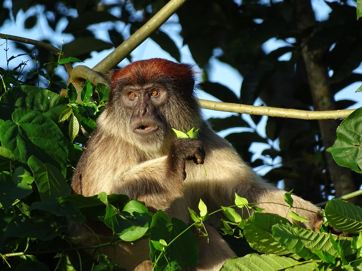 Bigodi red colobus