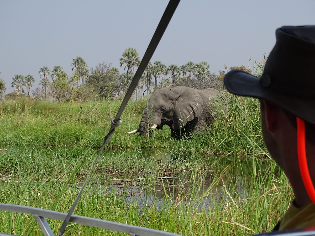 Okavango Delta elephant encounter