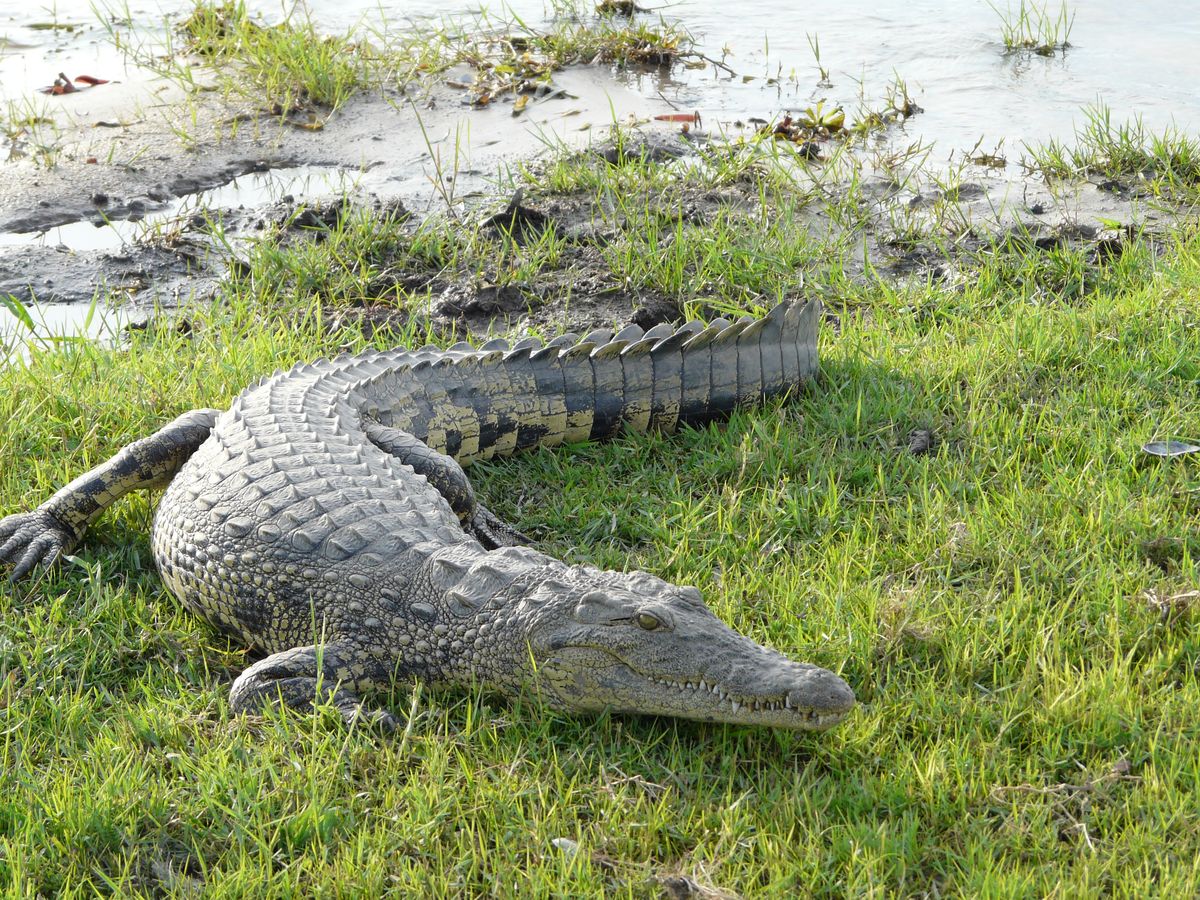 Chobe croc