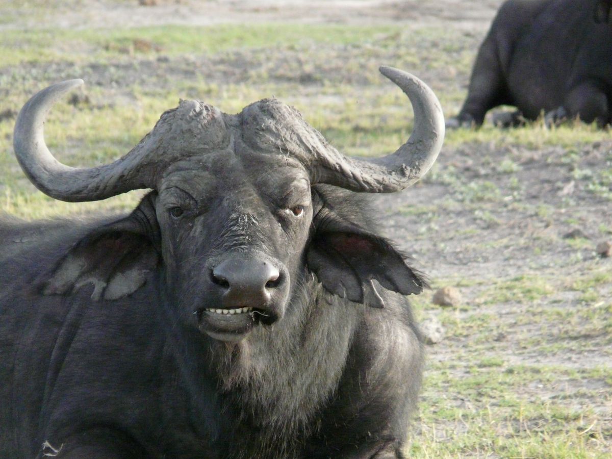 Chobe buffalo