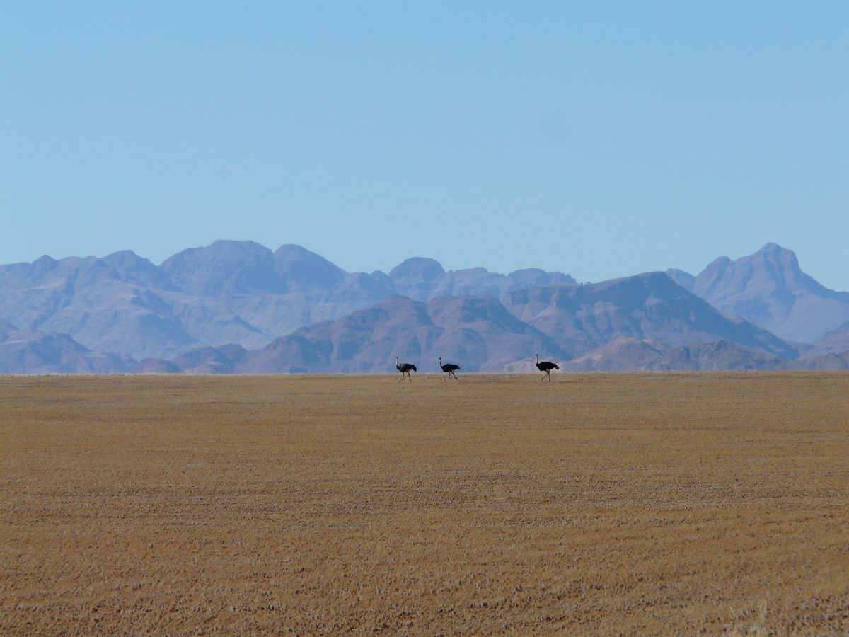 Namib Naukluft ostriches