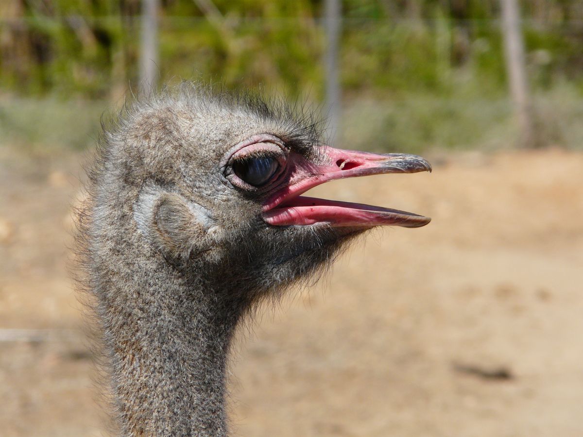 Oudtshoorn Strauß 2