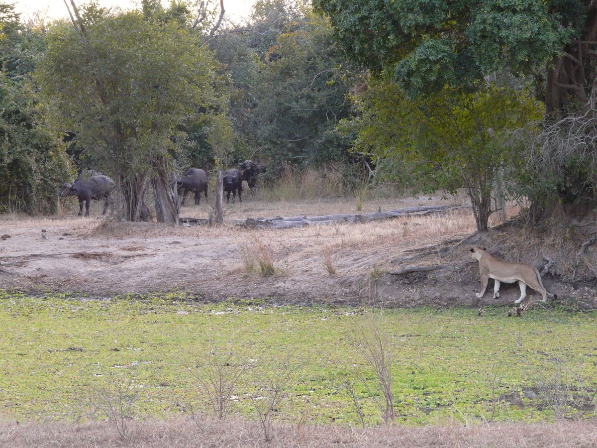 Luangwa lion stalking buffalo