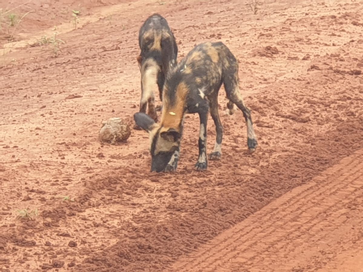 Tsavo West wilddogs