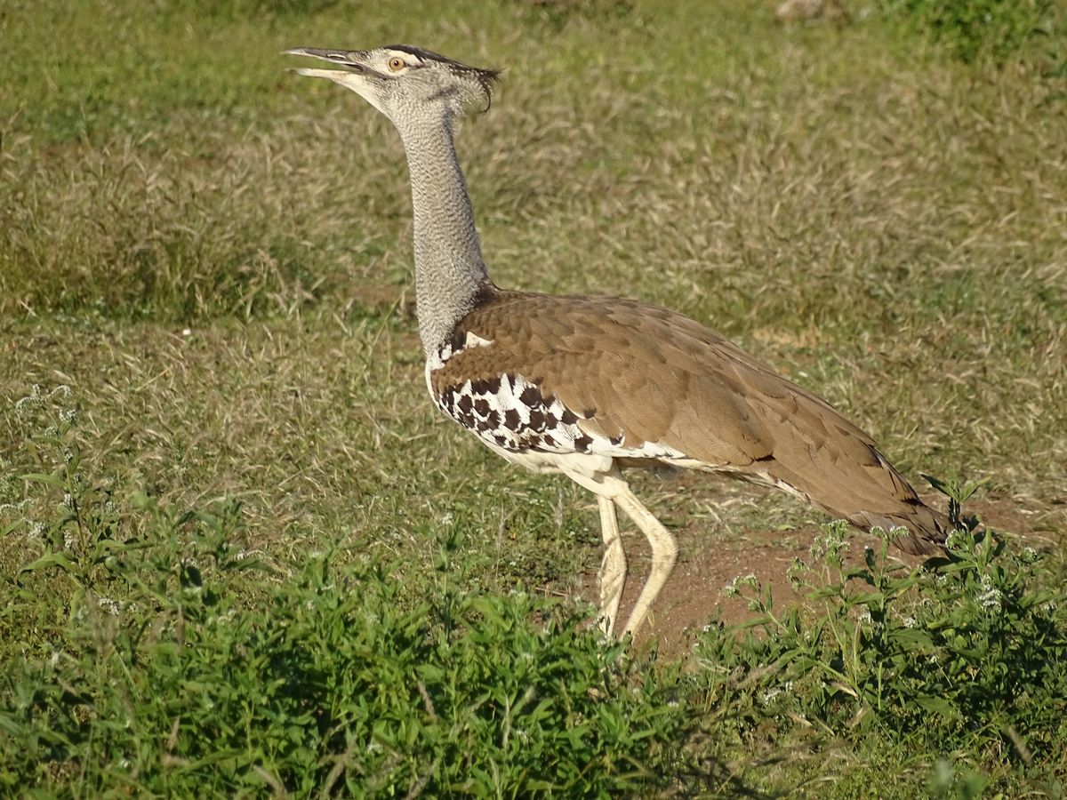 Tuli Riesentrappe