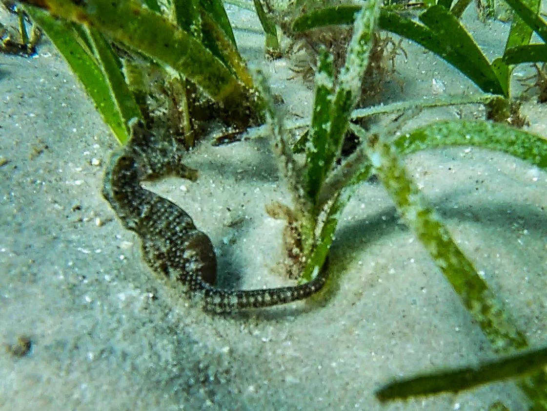 Vilanculos seahorse safari