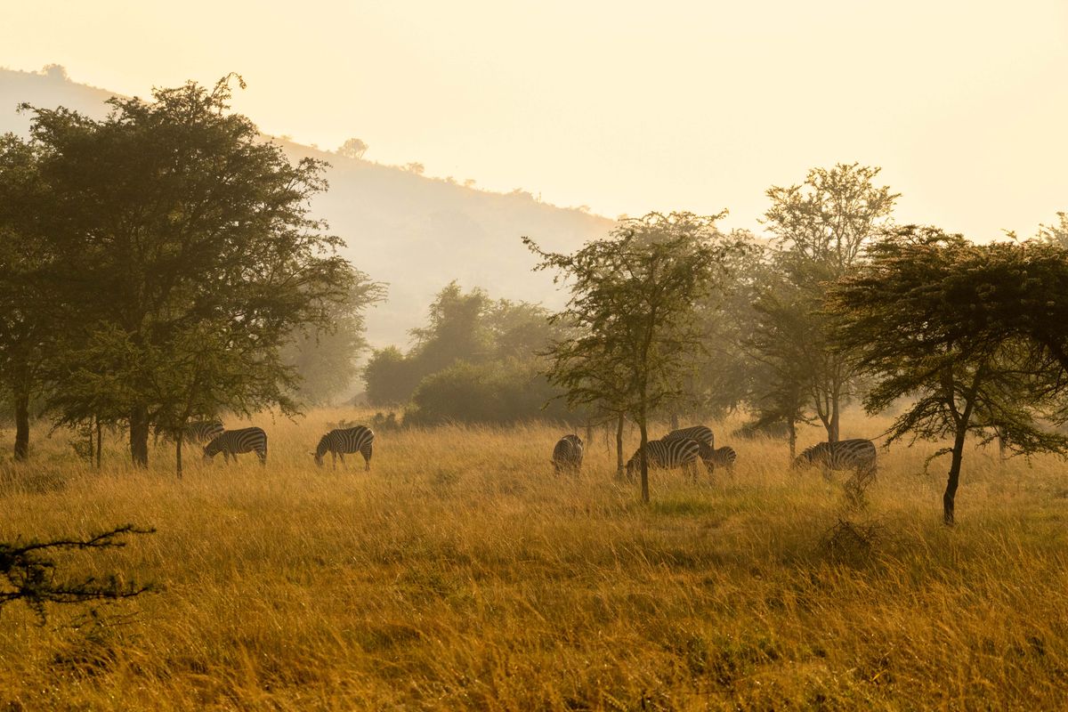 Lake Mburo zebras